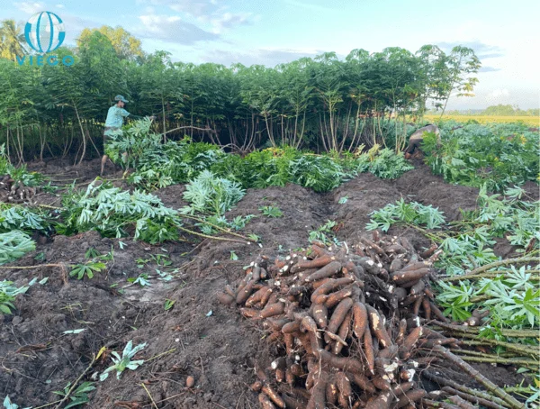 vietnam-cassava-farm-viego-global-2