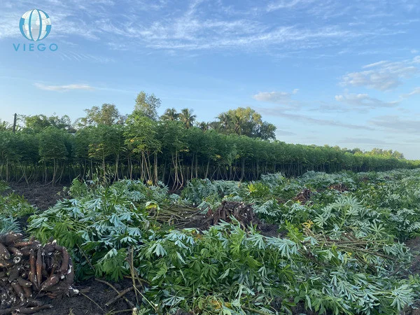 vietnam-cassava-farm-viego-global